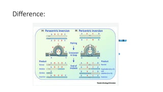 Inversion Vs Un Inversion Visualized Inversion.pptx and its types and iysmain role in evolutionary studies ...
