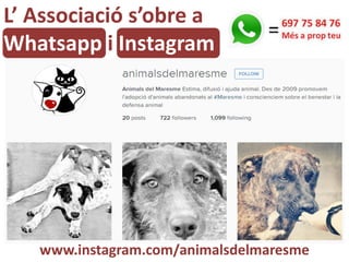 L’ Associació s’obre a
Whatsapp i Instagram
www.instagram.com/animalsdelmaresme
 