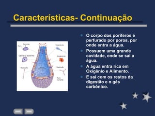 Características- Continuação O corpo dos poríferos é perfurado por poros, por onde entra a água.  Possuem uma grande cavidade, onde se sai a água. A água entra rica em Oxigênio e Alimento. E sai com os restos da digestão e o gás carbônico.  