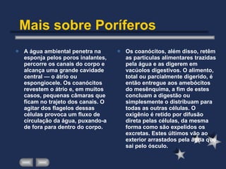 Mais sobre Poríferos A água ambiental penetra na esponja pelos poros inalantes, percorre os canais do corpo e alcança uma grande cavidade central — o átrio ou espongiocele. Os coanócitos revestem o átrio e, em muitos casos, pequenas câmaras que ficam no trajeto dos canais. O agitar dos flagelos dessas células provoca um fluxo de circulação da água, puxando-a de fora para dentro do corpo.  Os coanócitos, além disso, retêm as partículas alimentares trazidas pela água e as digerem em vacúolos digestivos. O alimento, total ou parcialmente digerido, é então entregue aos amebócitos do mesênquima, a fim de estes concluam a digestão ou simplesmente o distribuam para todas as outras células. O oxigênio é retido por difusão direta pelas células, da mesma forma como são expelidos os excretas. Estes últimos vão ao exterior arrastados pela água que sai pelo ósculo. 