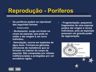 Reprodução - Poríferos Os poríferos podem se reproduzir das seguintes formas: Assexuada - Brotamento: surge um broto no corpo da esponja, que pode se soltar e dar origem à um novo indivíduo. Gemulação: ocorre em espécies de água doce. Formam-se gêmulas, estruturas de resistência que se formam no interior do corpo da esponja. São compostas por células indiferenciadas e protegidas por um envoltório rígido. - Fragmentação: pequenos fragmentos de uma esponja podem dar origem a novos indivíduos, pois as esponjas possuem um grande poder de regeneração. 