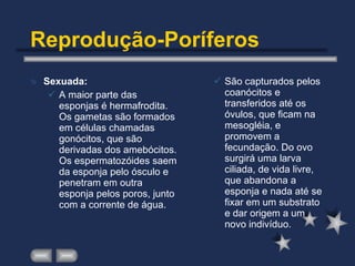 Reprodução-Poríferos Sexuada: A maior parte das esponjas é hermafrodita. Os gametas são formados em células chamadas gonócitos, que são derivadas dos amebócitos. Os espermatozóides saem da esponja pelo ósculo e penetram em outra esponja pelos poros, junto com a corrente de água.  São capturados pelos coanócitos e transferidos até os óvulos, que ficam na mesogléia, e promovem a fecundação. Do ovo surgirá uma larva ciliada, de vida livre, que abandona a esponja e nada até se fixar em um substrato e dar origem a um novo indivíduo. 