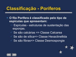 Classificação - Poríferos O filo Porifera é classificado pelo tipo de espículas que apresentam: Espículas - estruturas de sustentação das esponjas. Se são calcárias => Classe Calcarea Se são de sílica=> Classe Hexactinellida Se são fibras=> Classe Desmospongie 