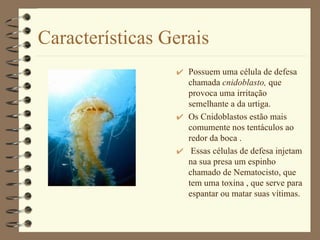 Características Gerais Possuem uma célula de defesa chamada  cnidoblasto,  que provoca uma irritação semelhante a da urtiga. Os Cnidoblastos estão mais comumente nos tentáculos ao redor da boca . Essas células de defesa injetam na sua presa um espinho chamado de Nematocisto, que tem uma toxina , que serve para espantar ou matar suas vítimas.  