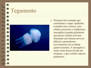 Tegumento Possuem três camadas que constituem o corpo: epiderme (camada mais externa, com células sensoriais e cnidócitos), mesogléia (camada gelatinosa que possui células nervosas formando um sistema nervoso difuso) e gastroderme (revestimento da cavidade gastrovascular). A mesogléia é muito mais desenvolvida nas medusas, o que confere aspecto gelatinoso. 