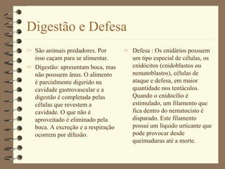 Digestão e Defesa São animais predadores. Por isso caçam para se alimentar. Digestão: apresentam boca, mas não possuem ânus. O alimento é parcialmente digerido na cavidade gastrovascular e a digestão é completada pelas células que revestem a cavidade. O que não é aproveitado é eliminado pela boca. A excreção e a respiração ocorrem por difusão. Defesa : Os cnidários possuem um tipo especial de células, os cnidócitos (cnidoblastos ou nematoblastos), células de ataque e defesa, em maior quantidade nos tentáculos. Quando o cnidocílio é estimulado, um filamento que fica dentro do nematocisto é disparado. Este filamento possui um líquido urticante que pode provocar desde queimaduras até a morte. 