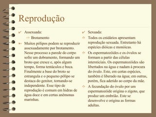 Reprodução Assexuada: Brotamento Muitos pólipos podem se reproduzir assexuadamente por brotamento. Nesse processo a parede do corpo sofre um dobramento, formando um broto que cresce e, após algum tempo, forma tentáculos e boca. Finalmente a base do broto se estrangula e o pequeno pólipo se destaca do genitor, tornando-se independente. Esse tipo de reprodução é comum em hidras de água doce e em certas anêmonas marinhas. Sexuada: Todos os cnidários apresentam reprodução sexuada. Entretanto há espécies dióicas e monóicas. Os espermatozóides e os óvulos se formam a partir das células intersticiais. Os espermatozóides são libertados na água e nadam à procura do óvulo. Este, em certas espécies, também é liberado na água; em outras, porém, fica aderido ao corpo da mãe. A fecundação do óvulo por um espermatozóide origina o zigoto, que produz um embrião. Este se desenvolve e origina as formas adultas. 