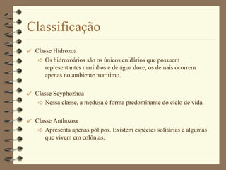 Classificação Classe Hidrozoa Os hidrozoários são os únicos cnidários que possuem representantes marinhos e de água doce, os demais ocorrem apenas no ambiente marítimo. Classe Scyphozhoa Nessa classe, a medusa é forma predominante do ciclo de vida. Classe Anthozoa Apresenta apenas pólipos. Existem espécies solitárias e algumas que vivem em colônias. 