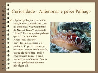 Curiosidade - Anêmonas e peixe Palhaço O peixe palhaço vive em uma relação de comensalismo com as anêmonas. Vocês lembram do Nemo ( filme “Procurando Nemo)? Ele é um peixe palhaço que vive no meio das Anêmonas. Elas lhe providenciam o abrigo e a proteção. O peixe trata de se esconder de seus predadores lá, já que ele não sente - pois é revestido de muco - a ação irritante das anêmonas. Porém os seus predadores sentem e não ficam ali. 