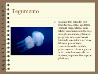 Tegumento Possuem três camadas que constituem o corpo: epiderme (camada mais externa, com células sensoriais e cnidócitos), mesogléia (camada gelatinosa que possui células nervosas formando um sistema nervoso difuso) e gastroderme (revestimento da cavidade gastrovascular). A mesogléia é muito mais desenvolvida nas medusas, o que confere aspecto gelatinoso. 