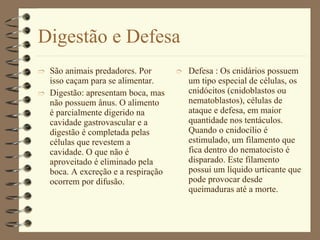 Digestão e Defesa São animais predadores. Por isso caçam para se alimentar. Digestão: apresentam boca, mas não possuem ânus. O alimento é parcialmente digerido na cavidade gastrovascular e a digestão é completada pelas células que revestem a cavidade. O que não é aproveitado é eliminado pela boca. A excreção e a respiração ocorrem por difusão. Defesa : Os cnidários possuem um tipo especial de células, os cnidócitos (cnidoblastos ou nematoblastos), células de ataque e defesa, em maior quantidade nos tentáculos. Quando o cnidocílio é estimulado, um filamento que fica dentro do nematocisto é disparado. Este filamento possui um líquido urticante que pode provocar desde queimaduras até a morte. 