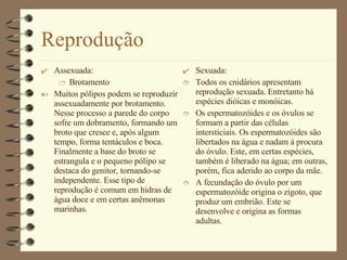Reprodução Assexuada: Brotamento Muitos pólipos podem se reproduzir assexuadamente por brotamento. Nesse processo a parede do corpo sofre um dobramento, formando um broto que cresce e, após algum tempo, forma tentáculos e boca. Finalmente a base do broto se estrangula e o pequeno pólipo se destaca do genitor, tornando-se independente. Esse tipo de reprodução é comum em hidras de água doce e em certas anêmonas marinhas. Sexuada: Todos os cnidários apresentam reprodução sexuada. Entretanto há espécies dióicas e monóicas. Os espermatozóides e os óvulos se formam a partir das células intersticiais. Os espermatozóides são libertados na água e nadam à procura do óvulo. Este, em certas espécies, também é liberado na água; em outras, porém, fica aderido ao corpo da mãe. A fecundação do óvulo por um espermatozóide origina o zigoto, que produz um embrião. Este se desenvolve e origina as formas adultas. 