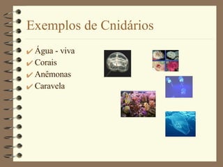 Exemplos de Cnidários <ul><li>Água - viva </li></ul><ul><li>Corais </li></ul><ul><li>Anêmonas </li></ul><ul><li>Caravela <...