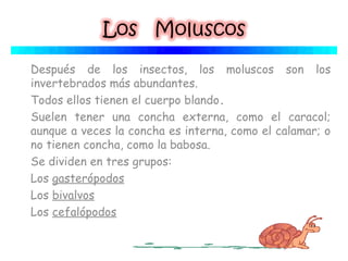 Después de los insectos, los moluscos son los
invertebrados más abundantes. 
Todos ellos tienen el cuerpo blando. 
Suelen tener una concha externa, como el caracol;
aunque a veces la concha es interna, como el calamar; o
no tienen concha, como la babosa.
Se dividen en tres grupos:
Los gasterópodos
Los bivalvos
Los cefalópodos
 