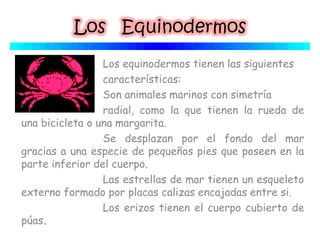 Los equinodermos tienen las siguientes
características:
Son animales marinos con simetría
radial, como la que tienen la rueda de
una bicicleta o una margarita.
Se desplazan por el fondo del mar
gracias a una especie de pequeños pies que poseen en la
parte inferior del cuerpo. 
Las estrellas de mar tienen un esqueleto
externo formado por placas calizas encajadas entre si. 
Los erizos tienen el cuerpo cubierto de
púas. 
 
 