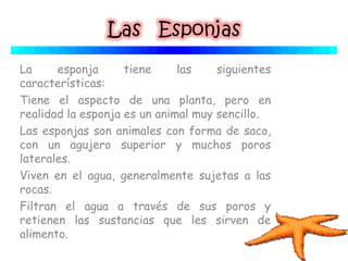 La esponja tiene las siguientes
características:
Tiene el aspecto de una planta, pero en
realidad la esponja es un animal muy sencillo.
Las esponjas son animales con forma de saco,
con un agujero superior y muchos poros
laterales. 
Viven en el agua, generalmente sujetas a las
rocas.
Filtran el agua a través de sus poros y
retienen las sustancias que les sirven de
alimento. 
 
 