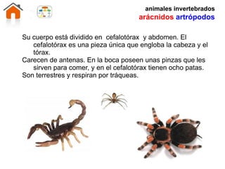 Invertebrados