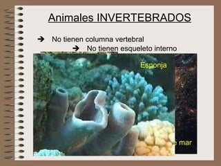 Animales INVERTEBRADOS Medusa Cigala Pulpo lombriz Estrella de mar Esponja  No tienen columna vertebral  No tienen esqueleto interno 