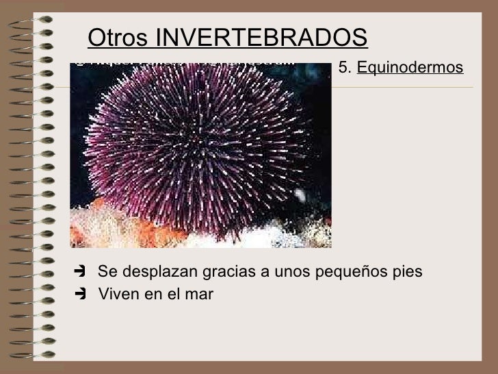 INVERTEBRADOS