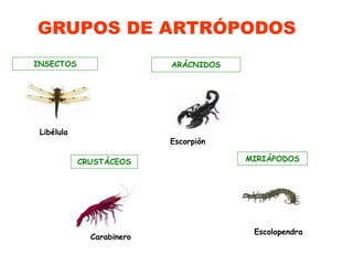INSECTOS
Libélula
ARÁCNIDOS
Escorpión
CRUSTÁCEOS
Carabinero
MIRIÁPODOS
Escolopendra
GRUPOS DE ARTRÓPODOS
 