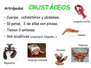 Artrópodos CRUSTÁCEOS
• Cuerpo: cefalotórax y abdomen.
• 10 patas, 2 de ellas son pinzas.
• Tienen 2 antenas.
• Son acuáticos (cangrejos, langosta…).
Langosta cocida
Bogavante
Cangrejo
Gamba
Percebe
Cangrejo ermitaño
 