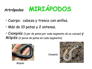 Artrópodos MIRIÁPODOS
• Cuerpo: cabeza y tronco con anillos.
• Más de 10 patas y 2 antenas.
• Ciempiés (1 par de patas por cada segmento de su cuerpo) y
Milpiés (2 pares de patas en cada segmento).
Ciempiés
Milpiés
 