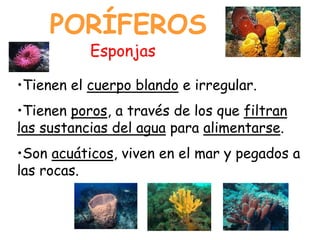 •Tienen el cuerpo blando e irregular.
•Tienen poros, a través de los que filtran
las sustancias del agua para alimentarse.
•Son acuáticos, viven en el mar y pegados a
las rocas.
PORÍFEROS
Esponjas
 