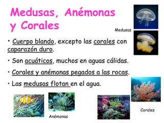 • Cuerpo blando, excepto las corales con
caparazón duro.
• Son acuáticos, muchos en aguas cálidas.
• Corales y anémonas pegados a las rocas.
• Las medusas flotan en el agua.
Medusas, Anémonas
y Corales Medusas
Anémonas
Corales
 
