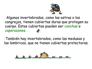 • Algunos invertebrados, como las ostras o los
cangrejos, tienen cubiertas duras que protegen su
cuerpo. Estas cubiertas pueden ser conchas o
caparazones.
• También hay invertebrados, como las medusas y
las lombrices, que no tienen cubiertas protectoras.
 
