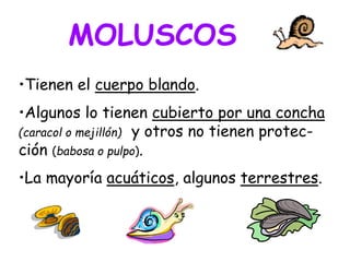 •Tienen el cuerpo blando.
•Algunos lo tienen cubierto por una concha
(caracol o mejillón) y otros no tienen protec-
ción (babosa o pulpo).
•La mayoría acuáticos, algunos terrestres.
MOLUSCOS
 