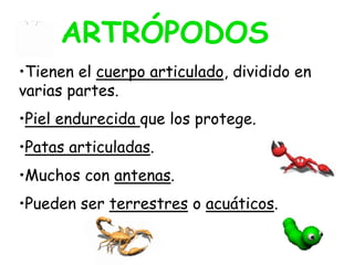 •Tienen el cuerpo articulado, dividido en
varias partes.
•Piel endurecida que los protege.
•Patas articuladas.
•Muchos con antenas.
•Pueden ser terrestres o acuáticos.
ARTRÓPODOS
 