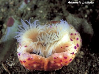 Invertebrados | ODP