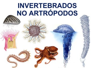INVERTEBRADOS NO ARTRÓPODOS 