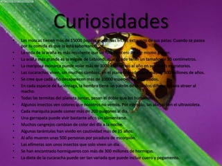 CuriosidadesLas moscas tienen más de 15000 papilas gustativas en los extremos de sus patas. Cuando se pasea por tu comida es que la está saboreando.La seda de la araña es más resistente que un hilo de acero de ese mismo grosor.La araña más grande es la migale de Leblondi, que puede tener un tamaño de 30 centímetros.La mariposa monarca puede volar más de 3000 kilómetros al año en sus viajes migratorios.Las cucarachas viven, sin muchos cambios, en el planeta desde hace más de 300 millones de años.Se cree que cada año desaparecen más de 10000 especies de artrópodos.En cada especie de luciérnaga, la hembra tiene un patrón de destellos diferente para atraer al macho.Todas las termitas del planeta juntas, pesan el doble que los humanos.Algunos insectos ven colores que nosotros no vemos. Por ejemplo, las abejas ven el ultravioleta.Cada mariquita puede comer más de 200 pulgones al día.Una garrapata puede vivir bastante años sin alimentarse.Muchos cangrejos cambian de color del día a la noche.Algunas tarántulas han vivido en cautividad más de 25 años.Al año mueren unas 500 personas por picadura de escorpión.Las efímeras son unos insectos que solo viven un día.Se han encontrado hormigueros con más de 300 millones de hormigas.La dieta de la cucaracha puede ser tan variada que puede incluir cuero y pegamento.