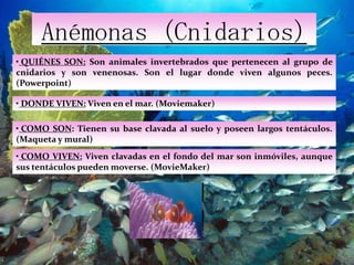 Medusas (Cnidarios) QUIÉNES SON: Son animales invertebrados que pertenecen al grupo de cnidarios. (Powerpoint)