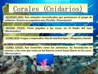  COMO SON: Tienen forma gelatinosa, con una especie de sombrilla en la parte superior. Tienen tentáculos, con los que se defienden de sus atacantes. (Maqueta y mural)