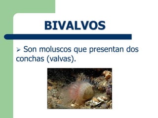 Hydras (Cnidarios) QUIÉNES SON: Son animales invertebrados que pertenecen al grupo de cnidarios. Posen simetría radial. (Powerpoint)