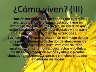 ¿Cómo viven? (III)Función nutrición: Los artrópodos son aún más avanzados. El cangrejo, un crustáceo, tiene un estómago dividido en dos partes, un intestino que recibe canales de una glándula digestiva y una parte final donde se forman las excreciones.Los insectos, en cambio, poseen un estómago de una sola pieza y tienen un buche donde almacenan los alimentos. Su aparato bucal está especializado: masticador en saltamontes, cucarachas y libélulas; masticador-lamedor en avispas y abejas; picador-chupador en pulgones, cigarras y chinches; chupador-lamedor en mariposas.
