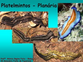Platelmintos - Planária 