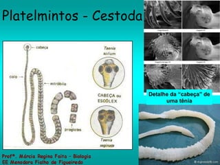 Platelmintos - Cestoda Detalhe da “cabeça” de uma tênia 