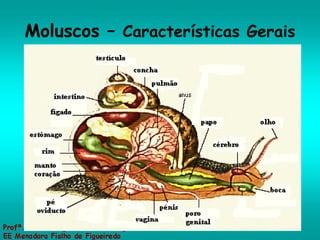 Moluscos –  Características Gerais 