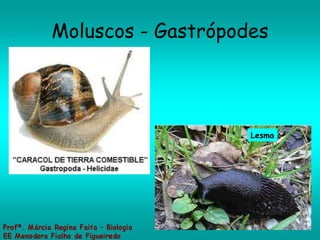 Moluscos - Gastrópodes Lesma 
