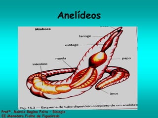 Anelídeos 