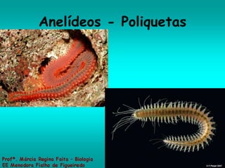 Anelídeos - Poliquetas 