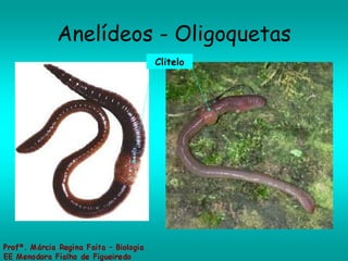 Anelídeos - Oligoquetas Clitelo 