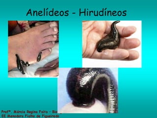 Anelídeos - Hirudíneos 