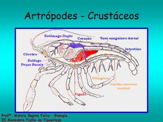 Artrópodes - Crustáceos 