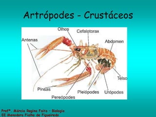 Artrópodes - Crustáceos 