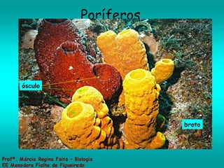 Poríferos ósculo broto 