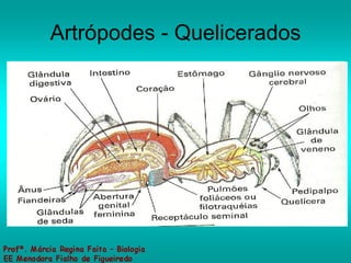 Artrópodes - Quelicerados 